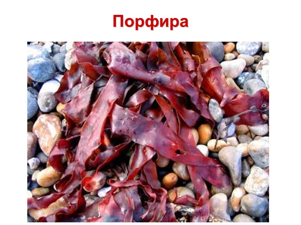 Красная водоросль Porphyra