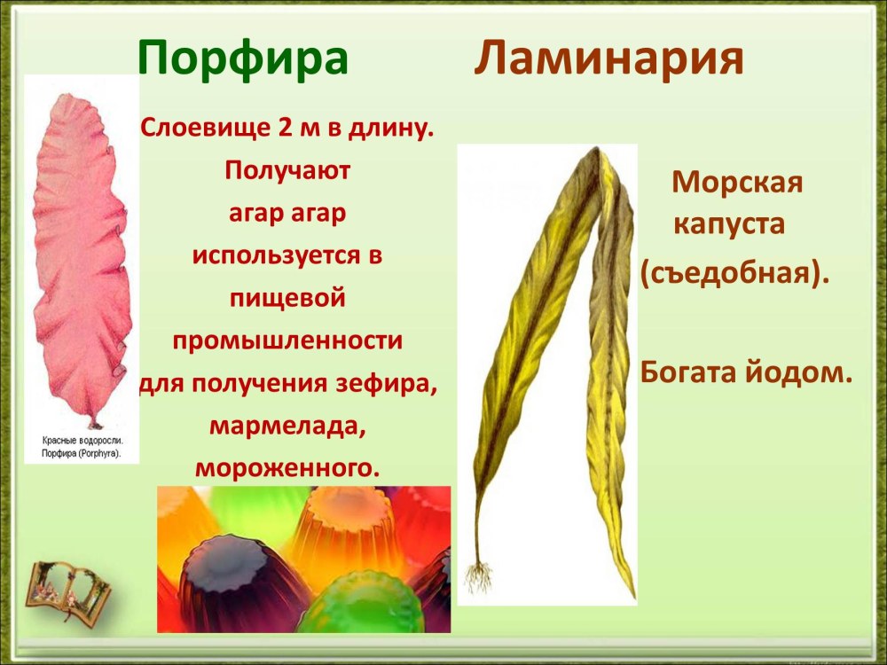 Профира строение