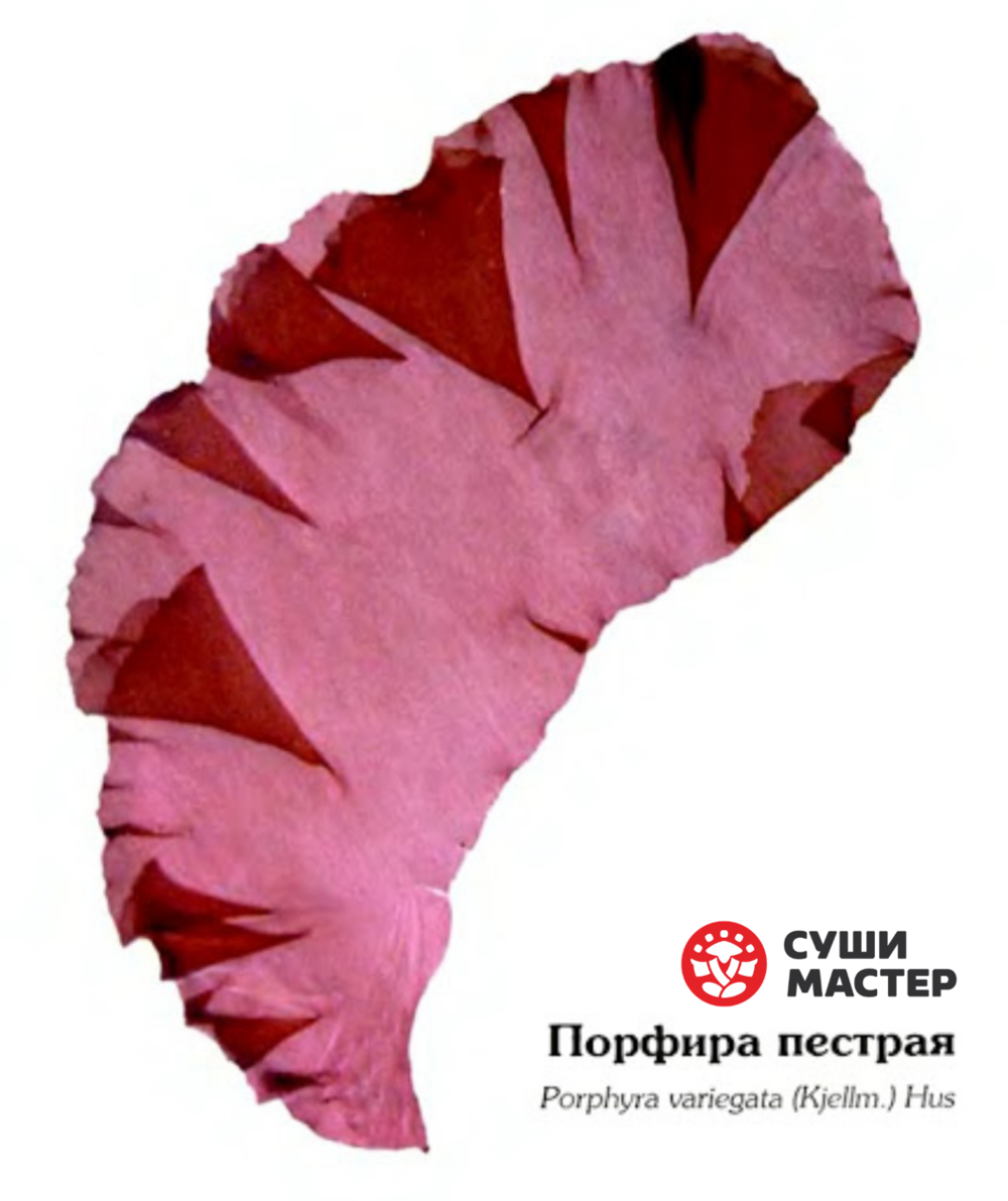 Красные водоросли порфира