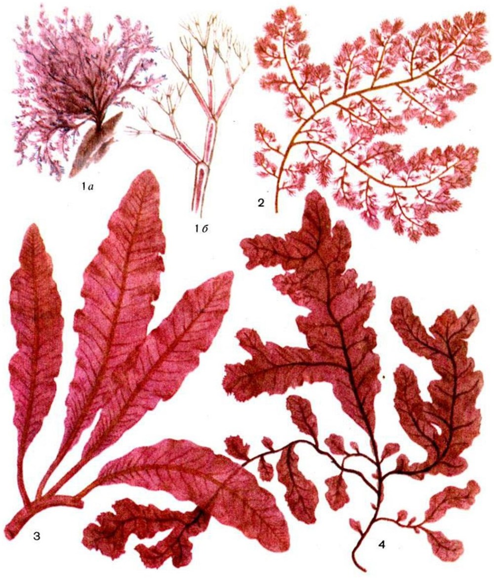 Красные водоросли Rhodophyta багрянки