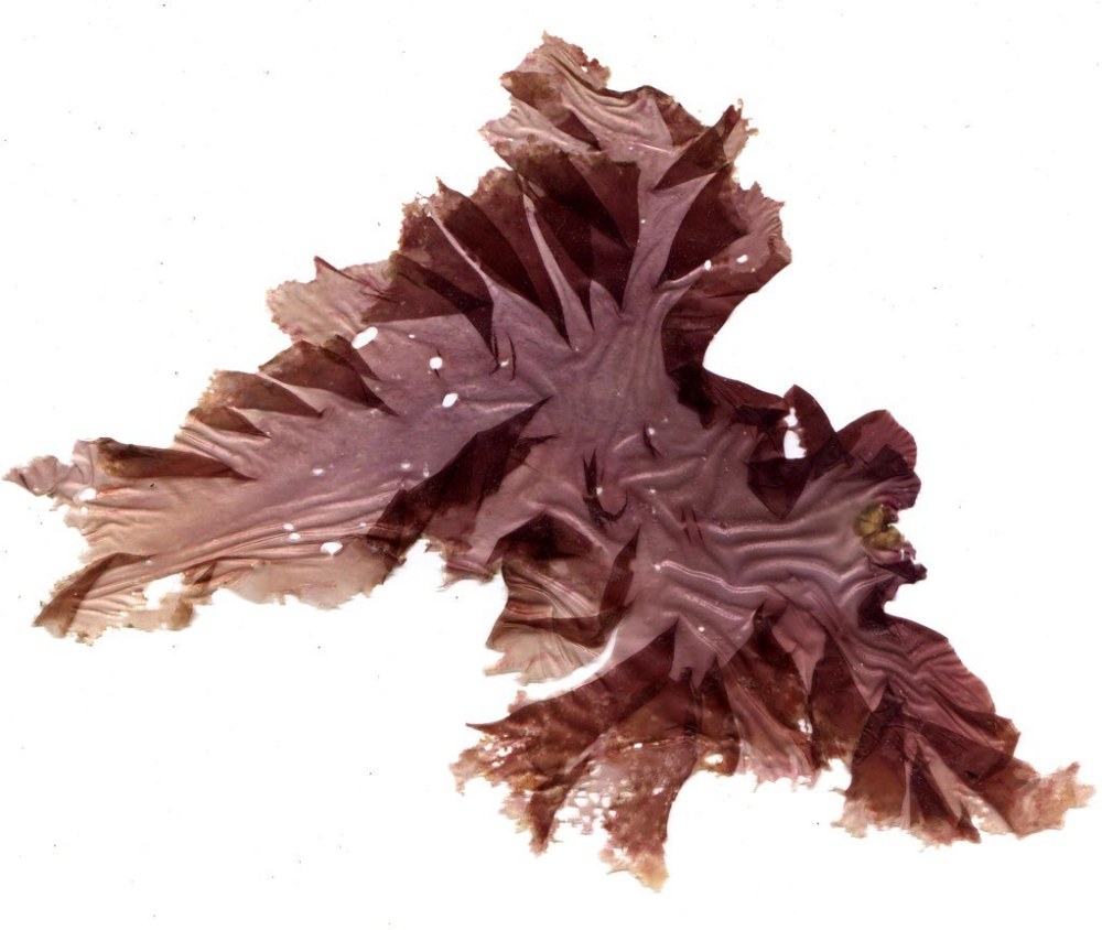 Porphyra abbotae