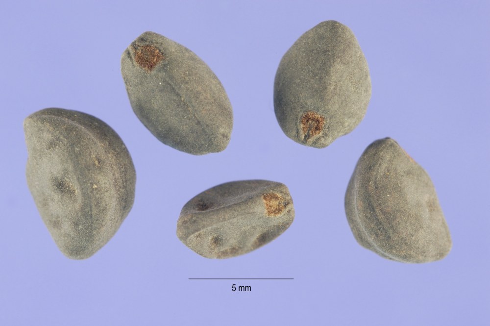Ипомея плющевидная (Ipomoea hederacea)