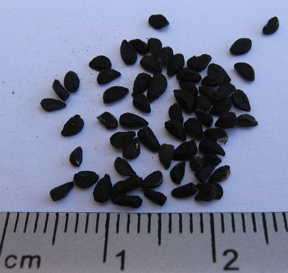 Nigella Sativa (Чернушка посевная)