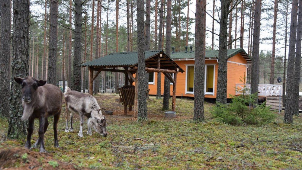 Шишки на Лампушке шведская Лапландия