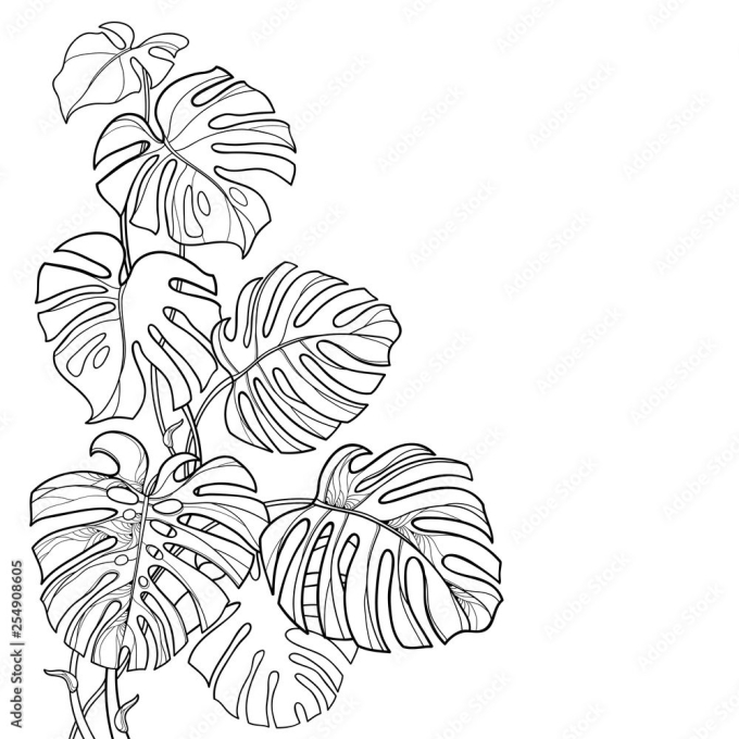 Monstera Leaf контур