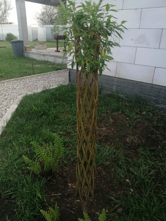 Ива плетеная датские корни