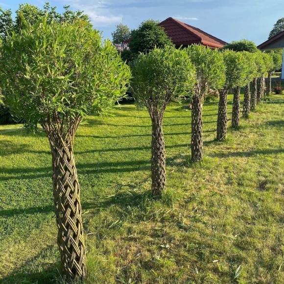 Ива американка гигантская