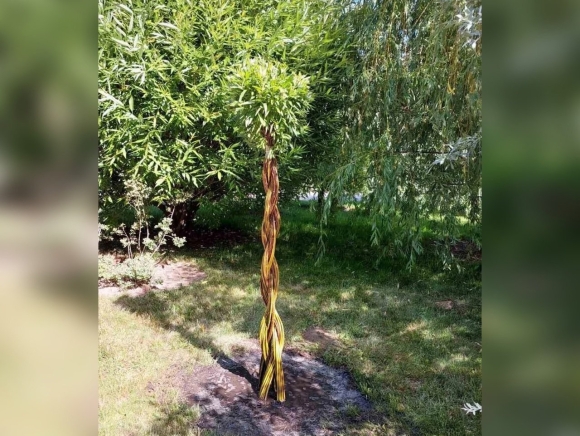 Ива остролистная арбоскульптура