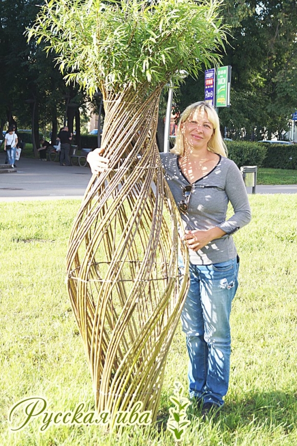 Лозоплетение из ивы русская Ива