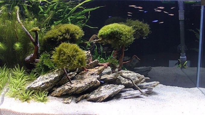 Iwagumi Aquascaping
