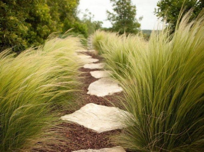Ковыль Stipa tenuissima