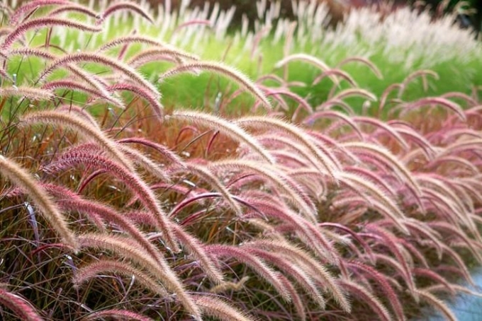 Pennisetum setaceum rubrum