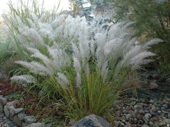 Вейник Calamagrostis brachytricha