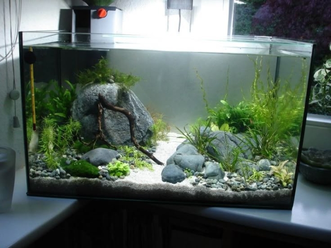 Goldfish террариум