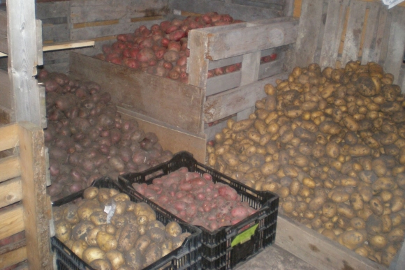 Хранение картофеля в погребе