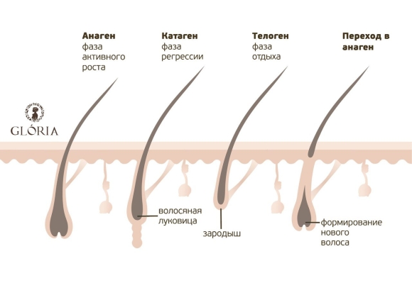 Анаген катаген телоген волос