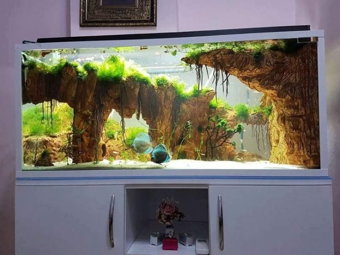 Аквариум дизайнерский