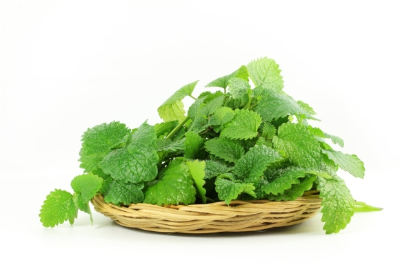 Melissa officinalis