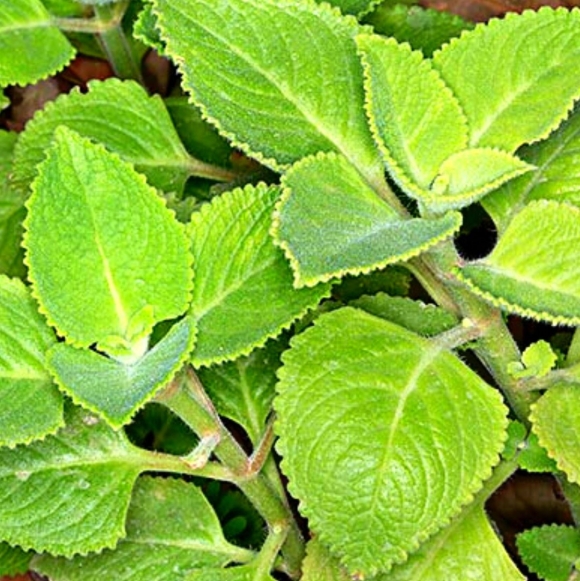 Плектрантус amboinicus