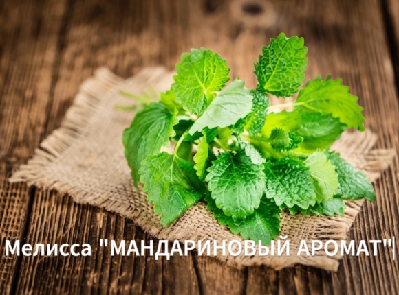 Мелисса мята лимонная