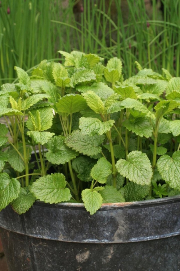Мелисса лекарственная Lemon Balm