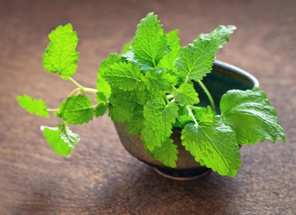 Melissa officinalis l