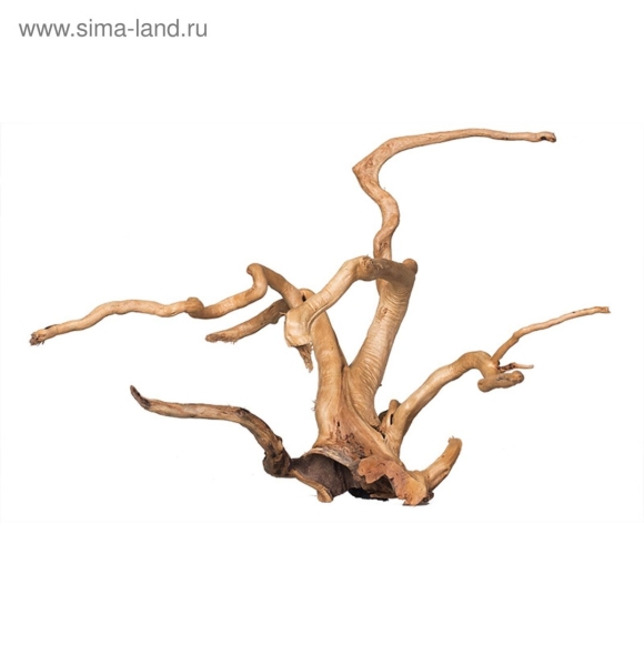 Коряга Сакура