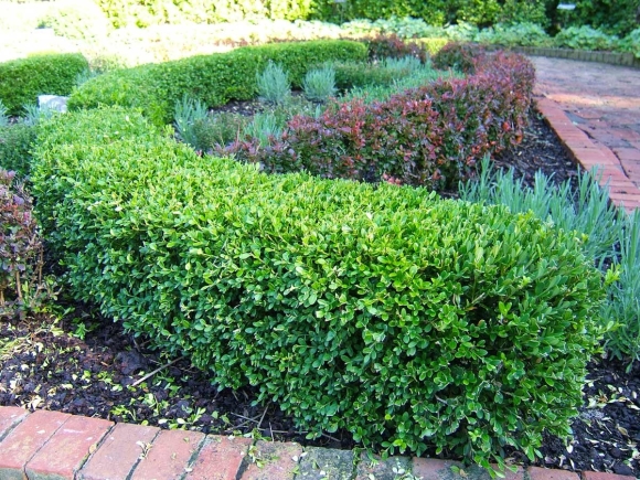 Buxus sempervirens самшит