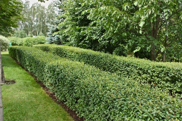 Cotoneaster lucidus изгородь