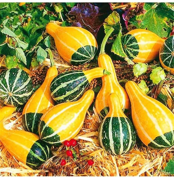 Декоративные тыквы kleine bicolor