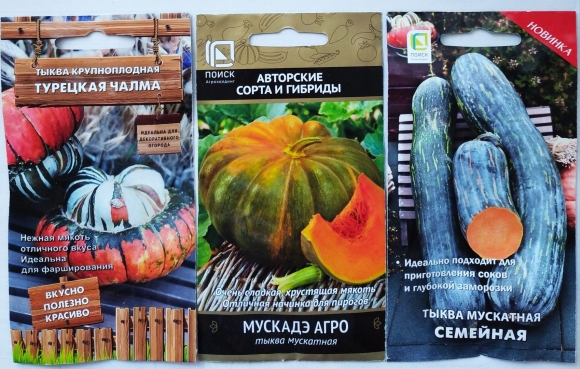 Тыква турецкая чалма