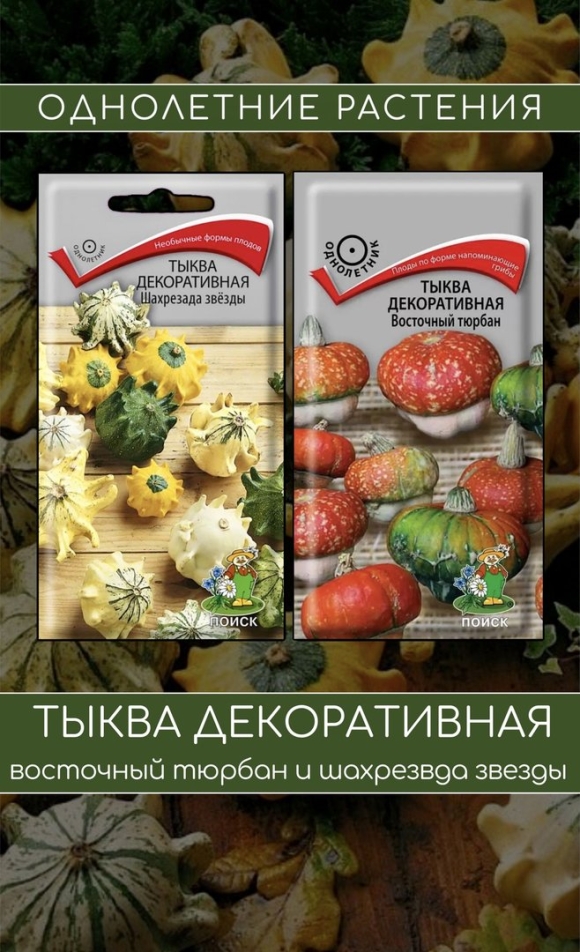 Тыква декоративная Восточный тюрбан