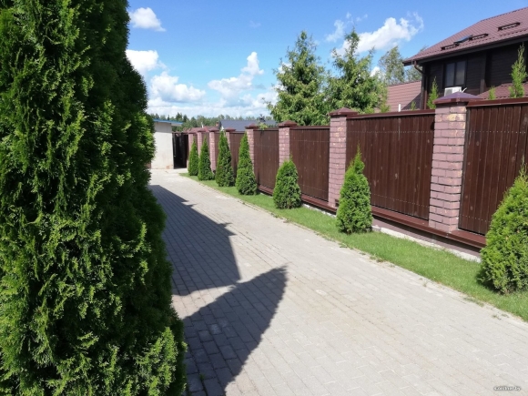 Туя Колумна изгородь