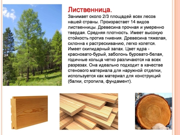 Свойство породы древесины лиственницы