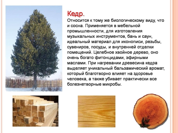 Сосна Кедровая Сибирская строение