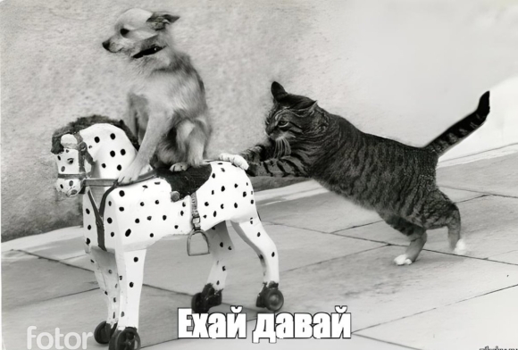Катись к хуям кот и собака