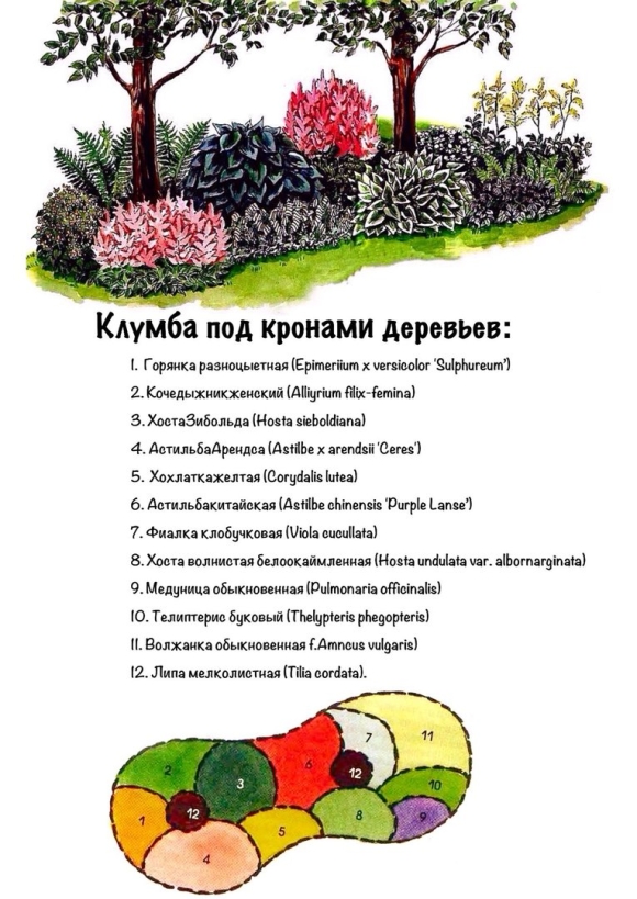 Миксбордер с плодовыми деревьями схема