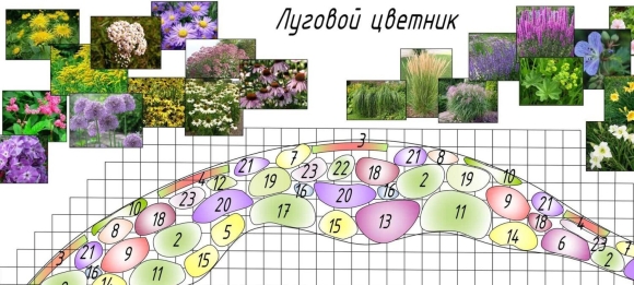 Схема посадки миксбордера из многолетников