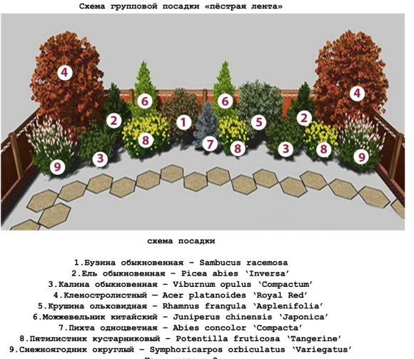 Миксбордер из кустарников схема