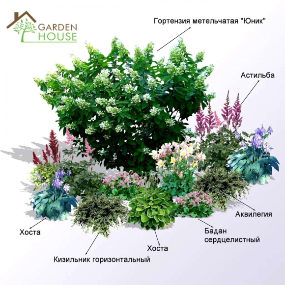 Миксбордер с гортензией метельчатой