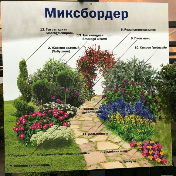 Схема миксбордера непрерывного цветения