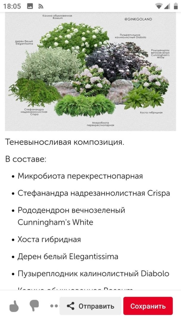 Клумба пузыреплодник спирея