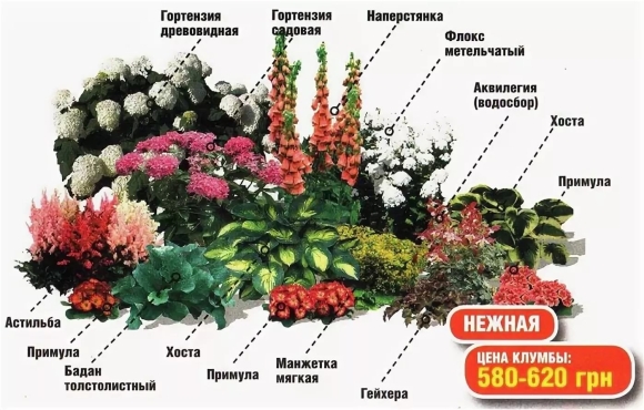 Миксбордер непрерывного цветения многолетников схема
