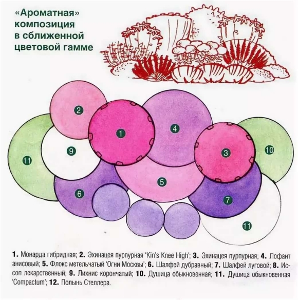 Пряная клумба пряные травы схема