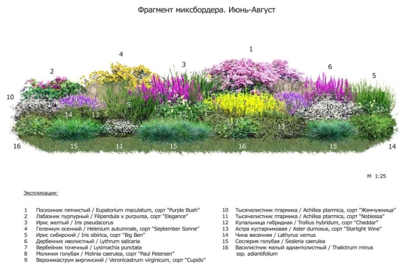 Миксбордер из многолетников и однолетников схема