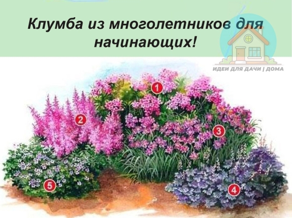 Клумба Флоксы астильба хризантемы