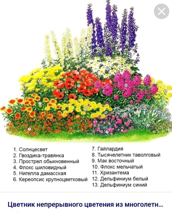 Многолетники для клумбы непрерывного цветения