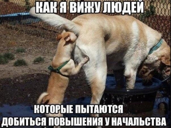 Приколы с собаками