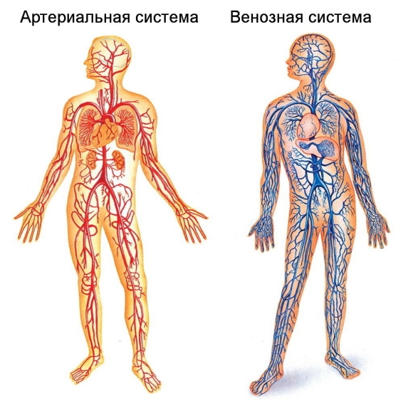 Венозная и артериальная система человека схема