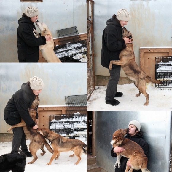 Приют для животных Гав